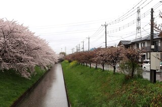 写真:大排水路沿いの桜1