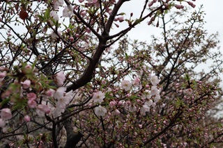 写真:大排水路沿いの桜2