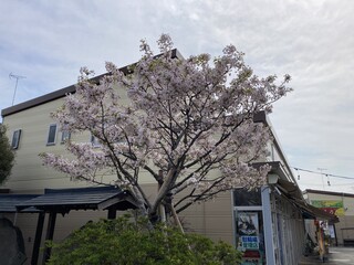 写真：静御前墓所の桜1