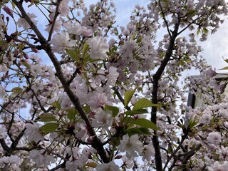 写真：静御前墓所の桜2