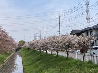 写真：大排水路沿いの桜1