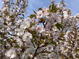 写真：大排水路沿いの桜2