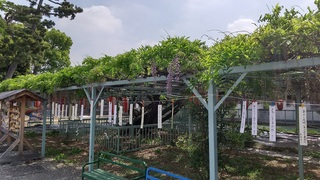 写真：菖蒲神社のフジ1