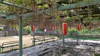 写真：菖蒲神社のフジ2
