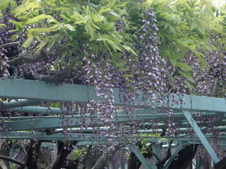 写真：菖蒲神社のフジ2