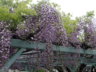写真：菖蒲神社のフジ2