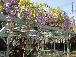 写真：菖蒲神社のフジ2