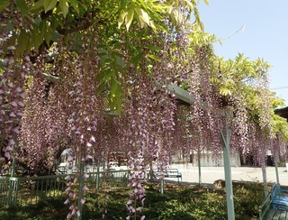 写真：菖蒲神社のフジ2（令和5年4月25日）