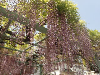 写真：菖蒲神社のフジ2（令和5年4月21日）