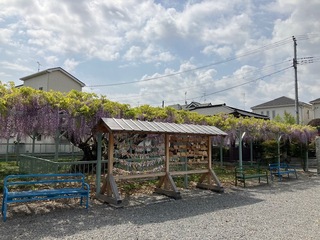 写真：菖蒲神社のフジ1（令和5年4月18日）