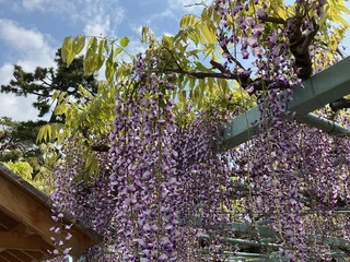 写真：菖蒲神社のフジ2（令和5年4月18日）