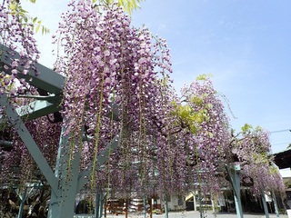 写真：菖蒲神社のフジ2（令和5年4月14日）
