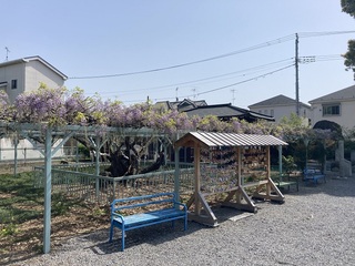 写真：菖蒲神社のフジ1（令和5年4月11日）
