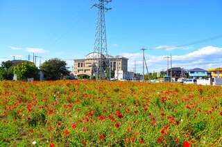 写真：令和5年5月24日のポピー1