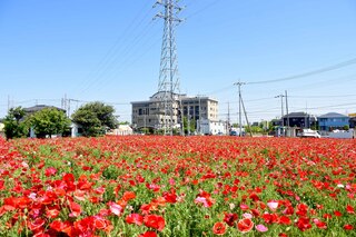 写真：令和5年5月10日のポピー1