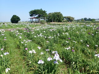 写真：花しょうぶ5