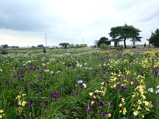 写真：花しょうぶ7