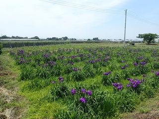 写真：花しょうぶ17