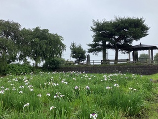 写真：花しょうぶ3