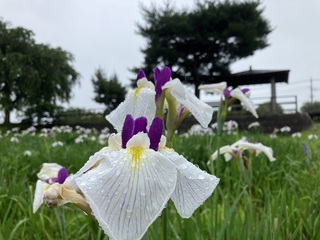 写真：花しょうぶ4
