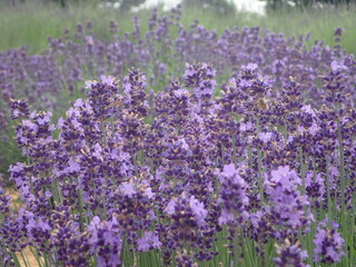 写真：花壇2