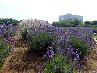 写真：ラベンダー5