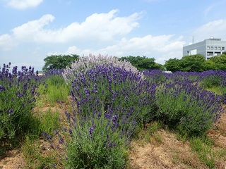 写真：ラベンダー9