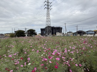 写真：コスモス畑7