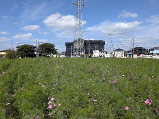 写真：コスモス畑13