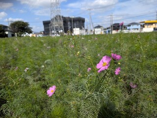 写真：コスモス畑14