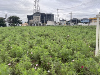 写真：コスモス畑15