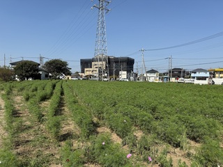 写真：コスモス畑17