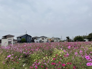 写真:コスモス畑1