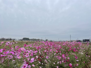 写真:コスモスふれあいロード1