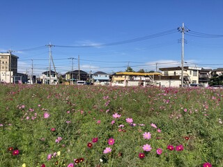 写真：コスモス畑3