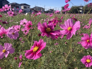 写真：コスモス畑4