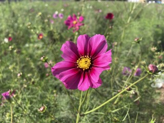 写真：コスモス畑6