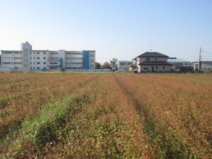 写真：赤花そば写真遠景3