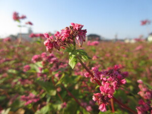 写真：赤花そば写真近景3