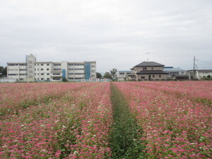 写真：赤花そば写真遠景9