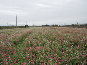 写真：赤花そば写真遠景10