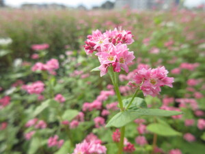 写真：赤花そば写真近景11