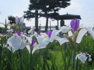 写真：平成30年あやめ園2