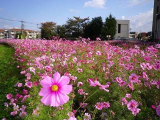 写真：コスモスふれあいロードのコスモス