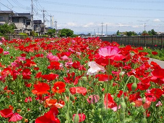 写真：コスモスふれあいロードのポピー