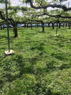 写真：渡邉梨園　梨畑全体風景
