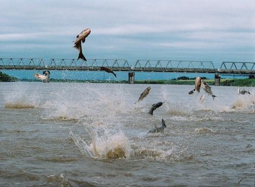 写真：ハクレンジャンプの様子