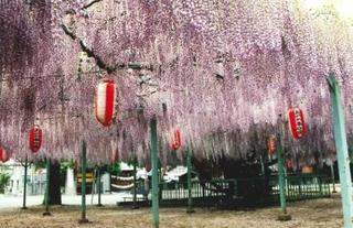 写真:菖蒲のフジ