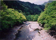 写真:中津川の山林