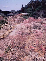 写真：偕楽園